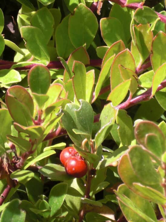 Kinnikinnick (Arctostaphylos uva-ursi)