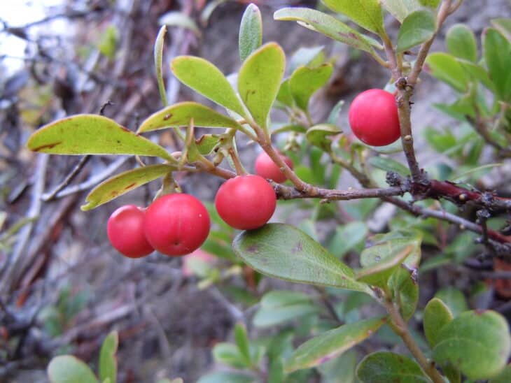 Kinnikinnick (Arctostaphylos uva-ursi)