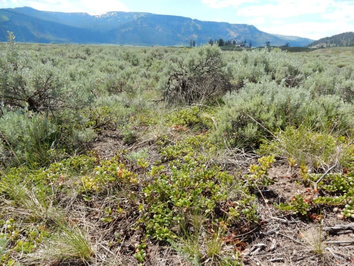 Kinnikinnick (Arctostaphylos uva-ursi)