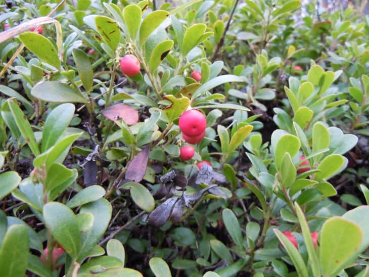 Kinnikinnick (Arctostaphylos uva-ursi)
