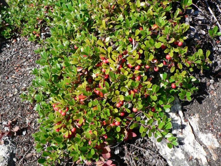 Kinnikinnick (Arctostaphylos uva-ursi)