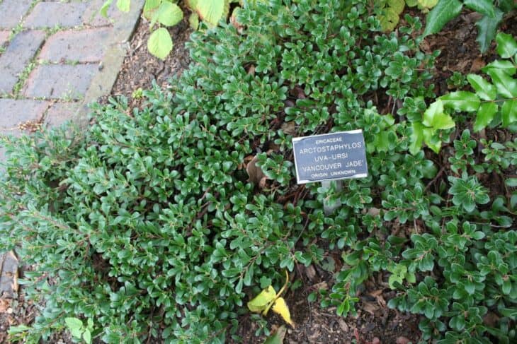 Kinnikinnick (Arctostaphylos uva-ursi)