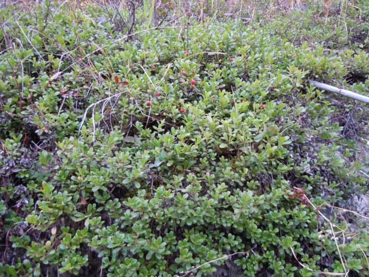 Kinnikinnick (Arctostaphylos uva-ursi)
