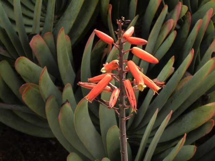 Fan Aloe (Kumara plicatilis)