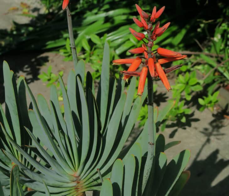 Fan Aloe (Kumara plicatilis)