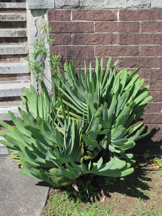 Fan Aloe (Kumara plicatilis)