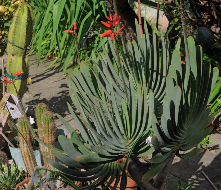Fan Aloe (Kumara plicatilis)