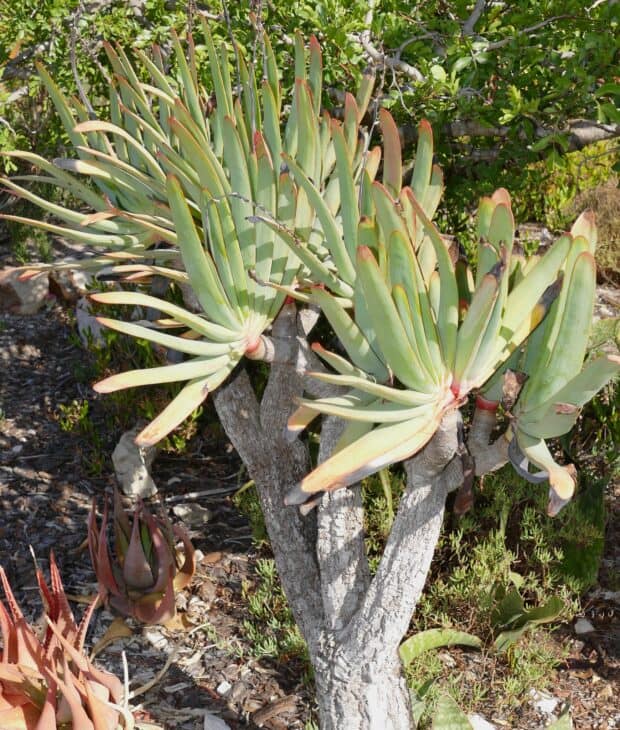 Fan Aloe (Kumara plicatilis)