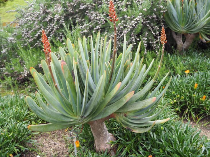 Fan Aloe (Kumara plicatilis)
