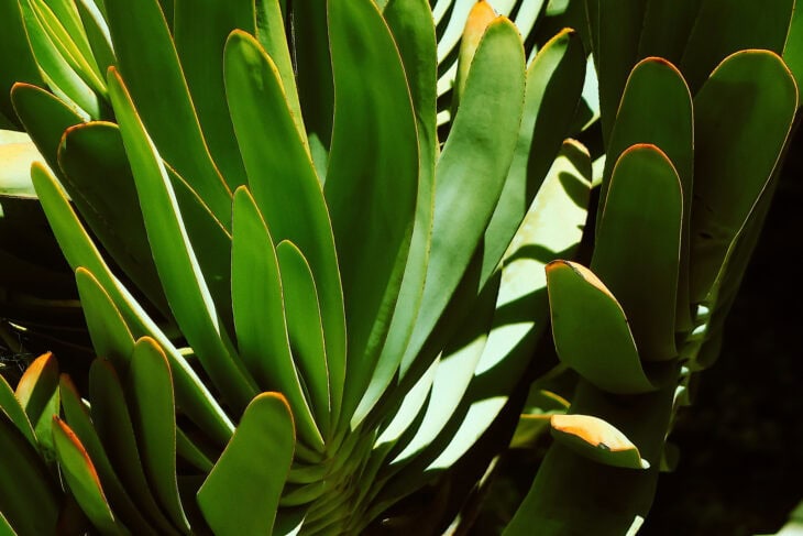 Fan Aloe (Kumara plicatilis)