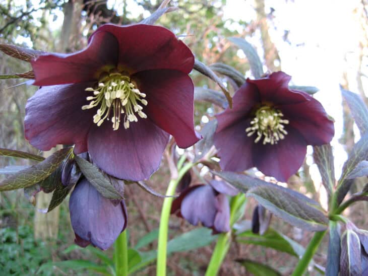 Lenten Rose (Helleborus orientalis)