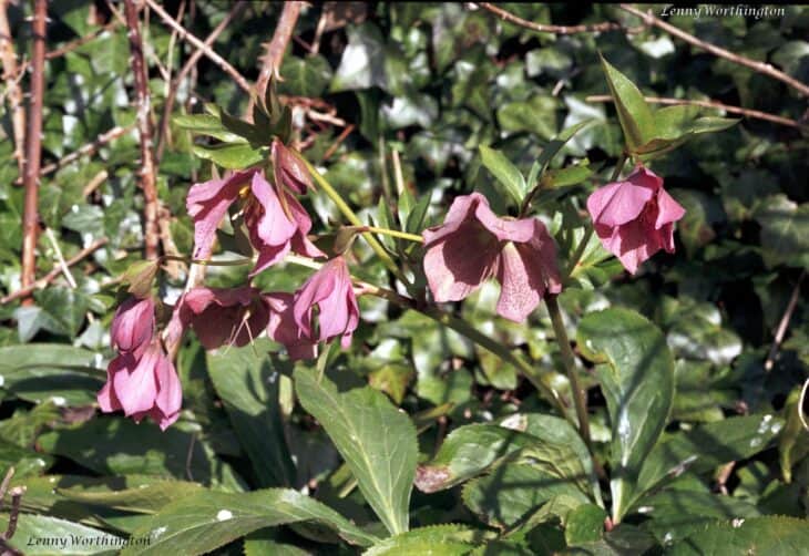 Lenten Rose (Helleborus orientalis)