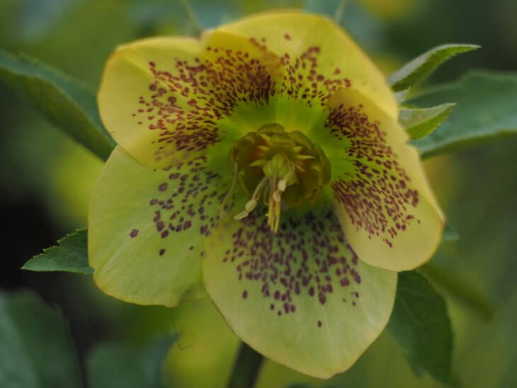 Lenten Rose (Helleborus orientalis)