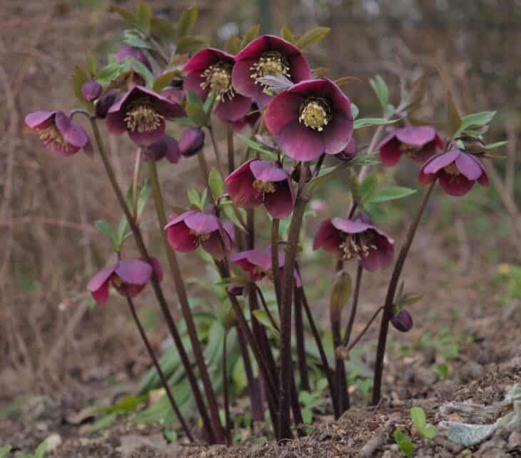 Lenten Rose (Helleborus orientalis)