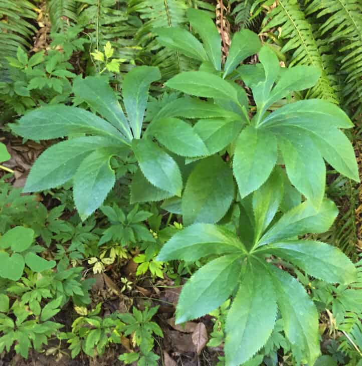 Lenten Rose (Helleborus orientalis)