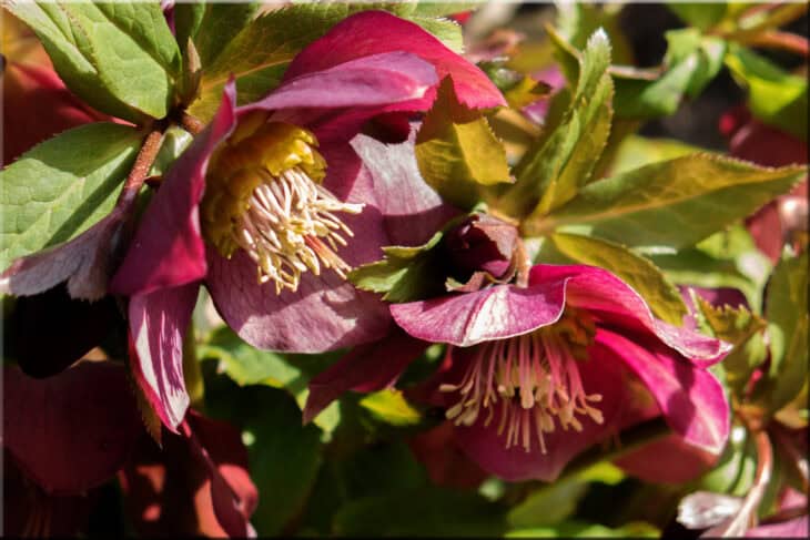 Lenten Rose (Helleborus orientalis)