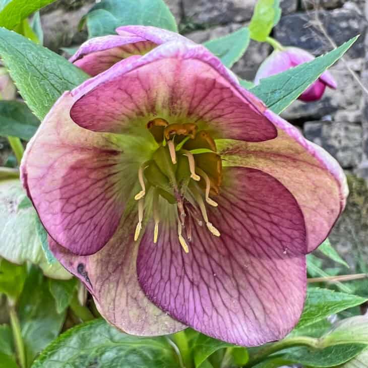 Lenten Rose (Helleborus orientalis)