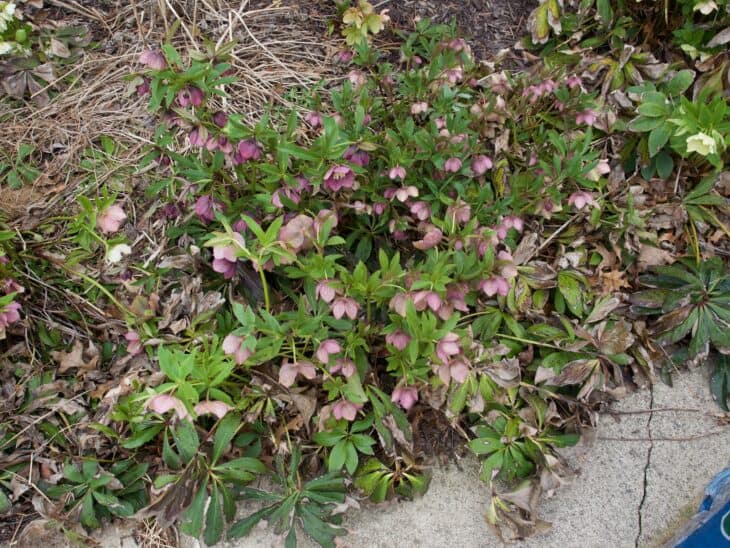 Lenten Rose (Helleborus orientalis)