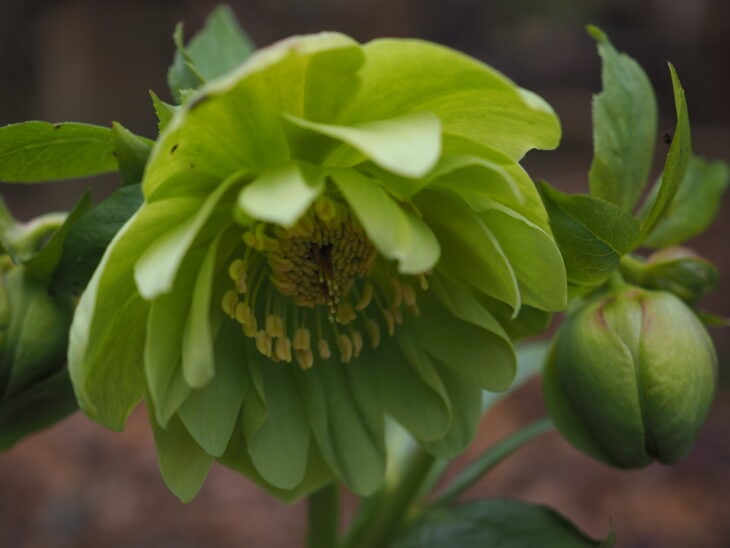 Lenten Rose (Helleborus orientalis)