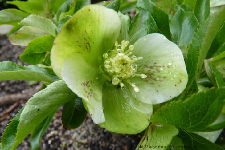 Lenten Rose (Helleborus orientalis)