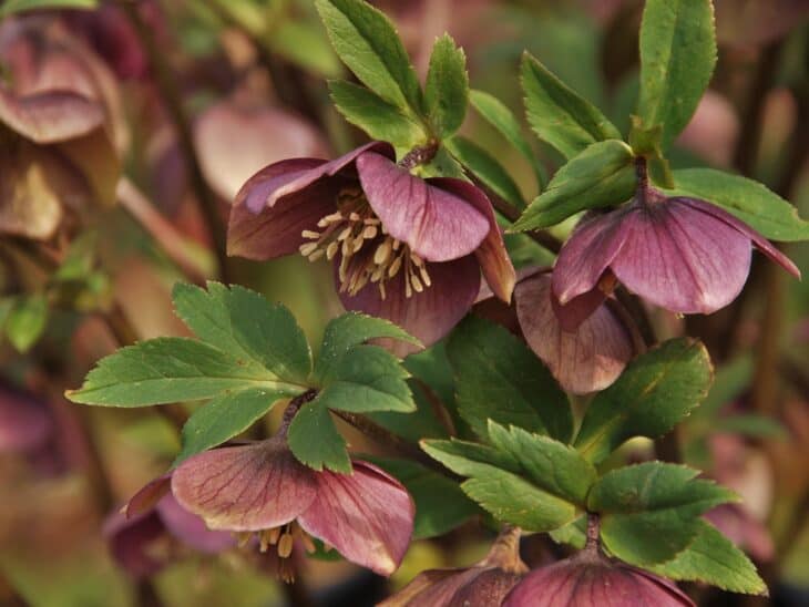Lenten Rose (Helleborus orientalis)
