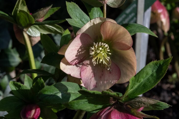 Lenten Rose (Helleborus orientalis)