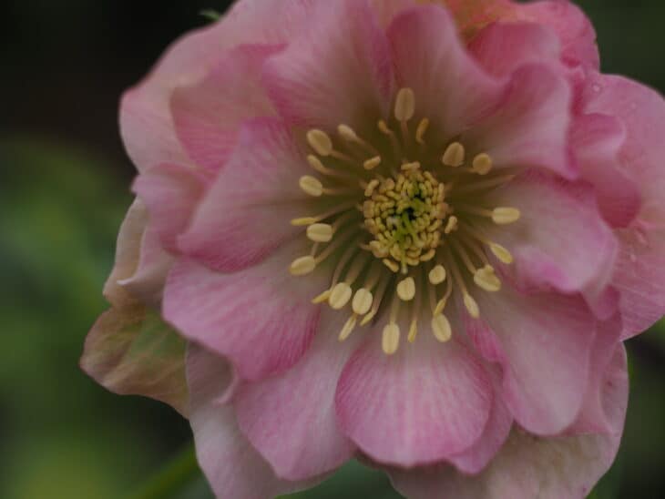 Lenten Rose (Helleborus orientalis)