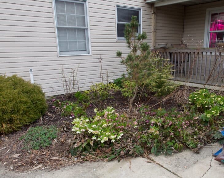 Lenten Rose (Helleborus orientalis)