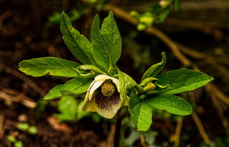 Lenten Rose (Helleborus orientalis)