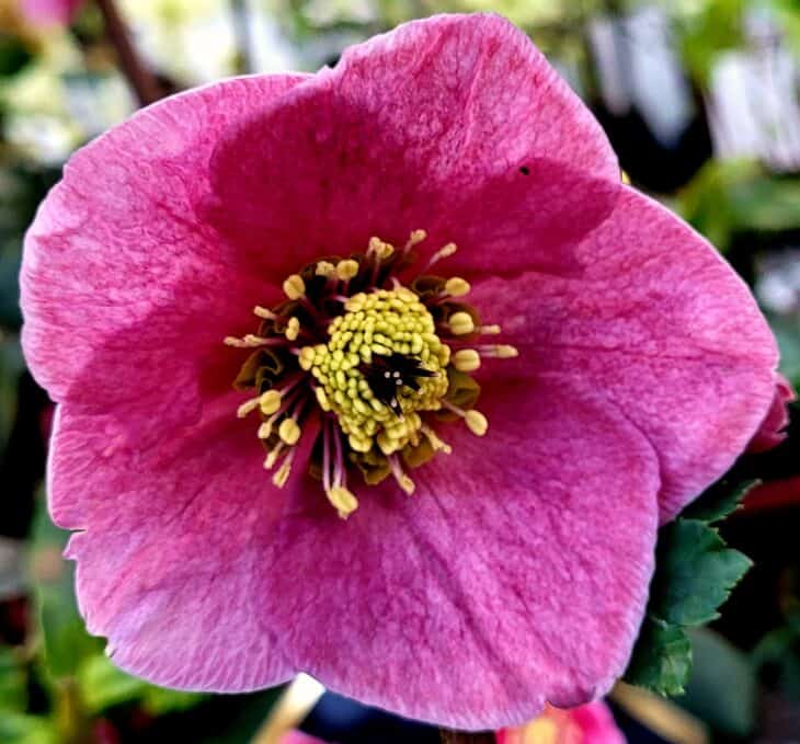 Lenten Rose (Helleborus orientalis)