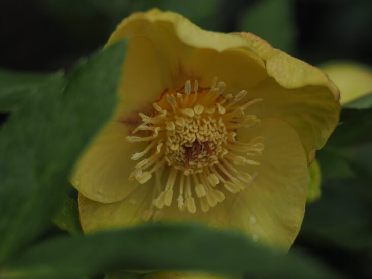 Lenten Rose (Helleborus orientalis)