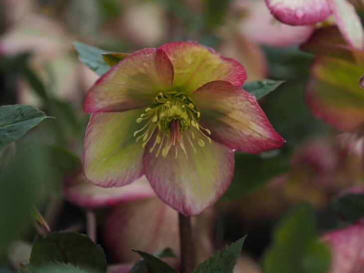 Lenten Rose (Helleborus orientalis)