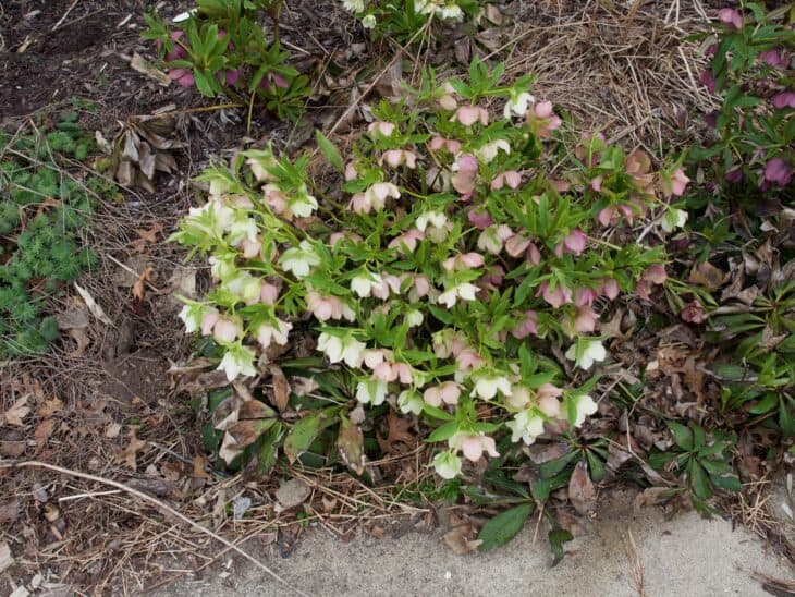 Lenten Rose (Helleborus orientalis)