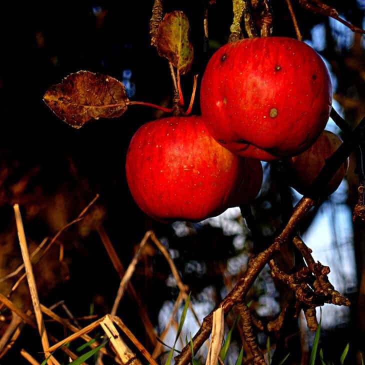 Malus sieversii