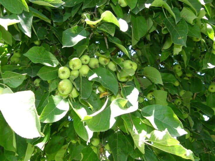 Malus sieversii