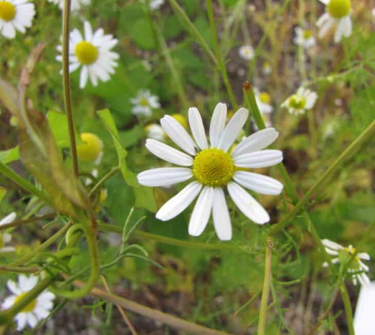 Matricaria chamomilla