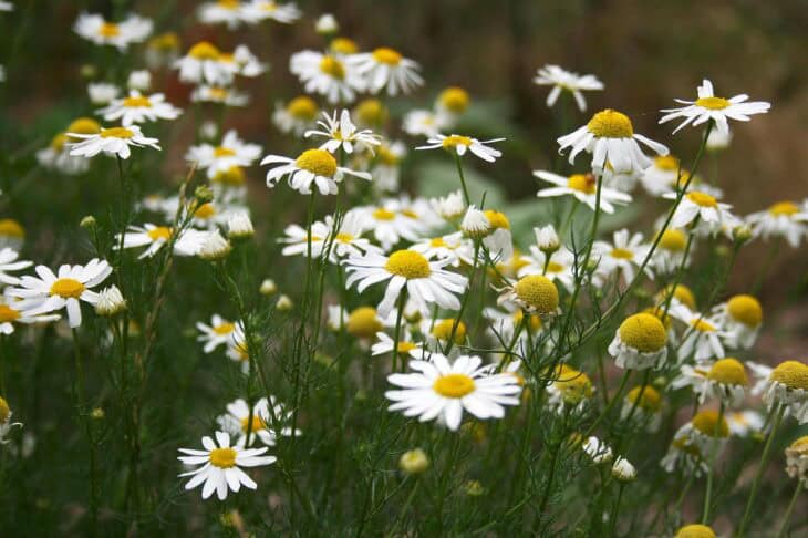 Matricaria chamomilla