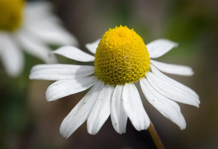Matricaria chamomilla