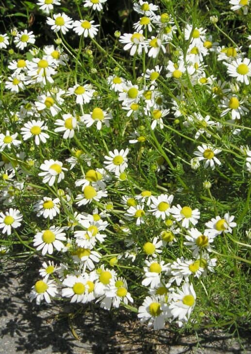 Matricaria chamomilla