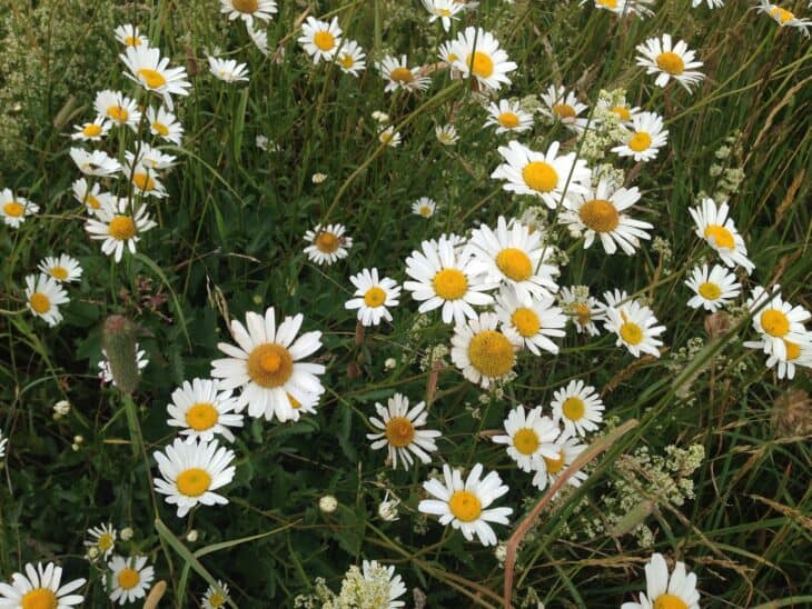 Matricaria chamomilla