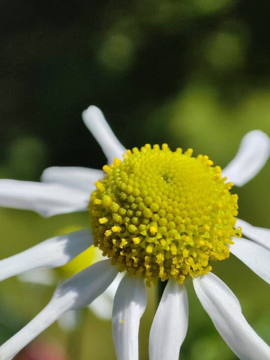 Matricaria chamomilla