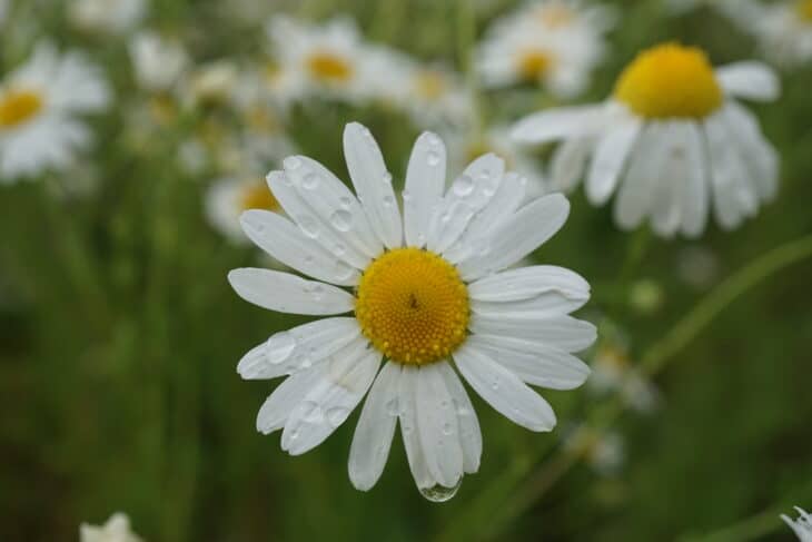 Matricaria chamomilla