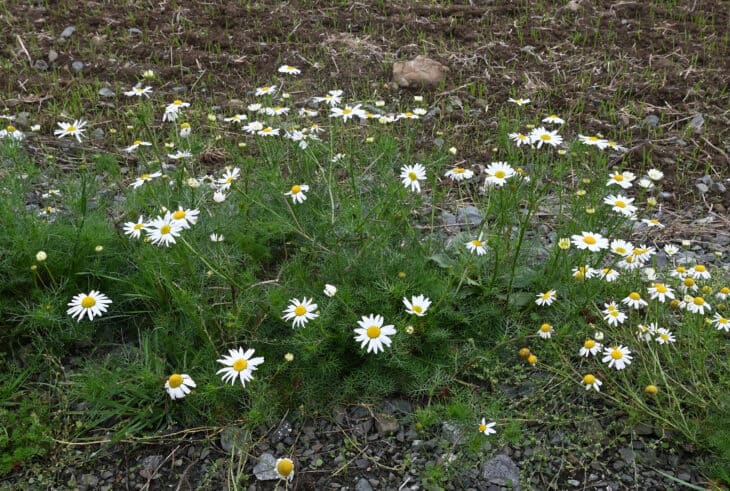 Matricaria chamomilla