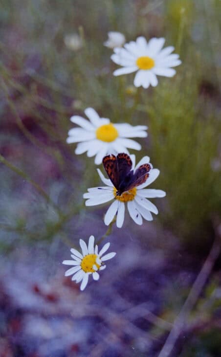 Matricaria chamomilla