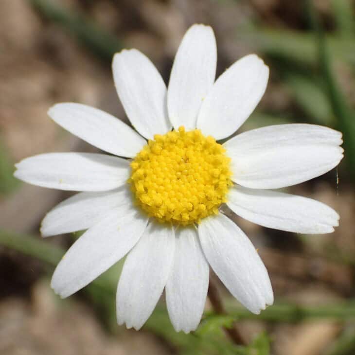 Matricaria chamomilla