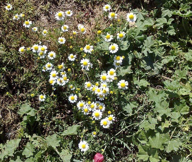 Matricaria chamomilla