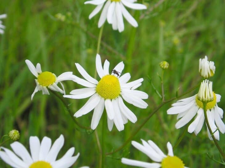 Matricaria chamomilla