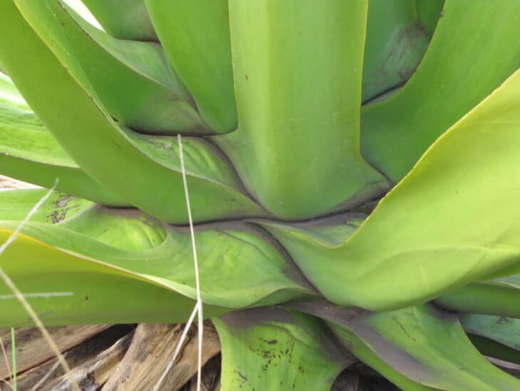 Mauritius Hemp (Furcraea foetida)