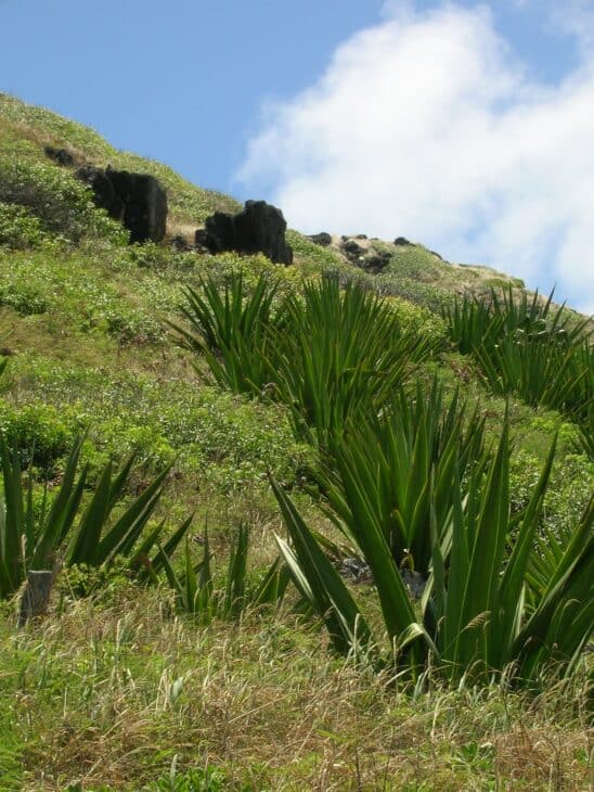 Mauritius Hemp (Furcraea foetida)