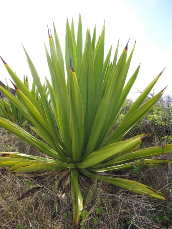 Mauritius Hemp (Furcraea foetida)